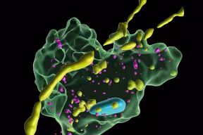 3D reconstruction of Airyscan super-resolution image of MG cocultured with DANs under fibril-seeded conditions, showing the presence of pSyn+ puncta and MAP2+ puncta in CD68+ MG.