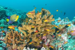 A colourful coral reef, with large coral structures surrounded by fish of various shapes, colours and sizes.