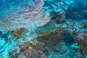 A deep reef in the Seychelles. Image credit: Nekton 2022.