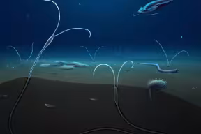 A reconstruction of Magelonidae living inside the sediment on the sea floor 514 million years ago