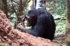Research into chimpanzee ‘engineers’ has implications for understanding human technological evolution 
