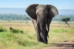 A male African elephant on the plains of the Masai Mara with forests and mountains visible in the distance.