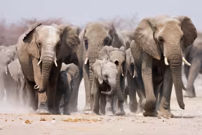 A herd of African elephants approaches across a Savannah landscape.