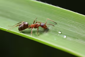 Ant on leaf