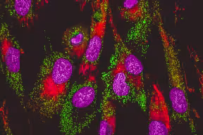 Microscopy image of mitochondria