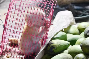 A baby monkey inside a cage placed next to a stack on mango fruits. The monkey clings to the bars of the cage.