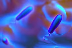 Gram Negative Bacteria