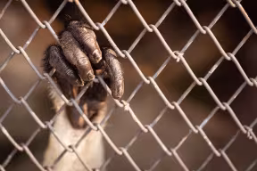 A monkey’s hand grips on to the wire screen of its cage.