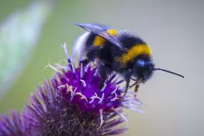 Close up of a Bombus terrestris, the buff-tailed bumblebee, feeding on a thistle-like purple flowerhead.