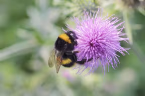 A bumblebee on a flowerhead made up of many tiny tube-shaped flowers.