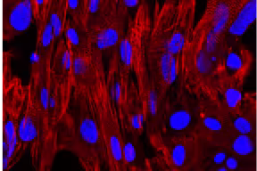 An image depicting human heart cells, which have been programmed to develop from stem cells. Muscle is highlighted in red, while cell nuclei are shown in blue.