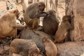 Friendly monkeys have friendly microbes