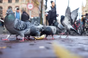 A flock of pigeons eating pieces of bread on a pavement in a city. People walk in the background.