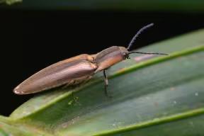 An image of a Click Beetle. Image credit: Shutterstock.