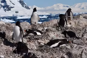 A group of black and white penguins on some rocks against a backdrop of the Antarctic sea and icy mountains.