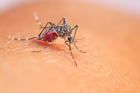 An Aedes aegypti mosquito, the insect which spreads Dengue fever. Image credit: Shutterstock.