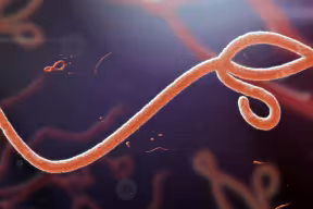 Artist's impression of an Ebolavirus