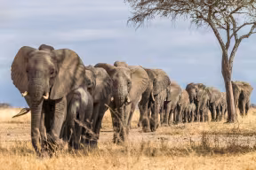 A herd of African elephants walking in single file. Image credit Shutterstock.