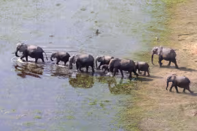 Aerial shot of a family of elephants crossing a river in a savannah environment. 