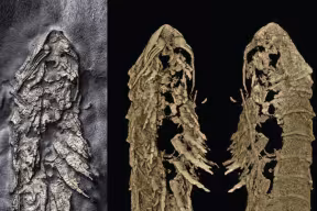 An insect-like fossil preserved in fool’s gold. A 3D reconstruction, with the head antennae and legs clearly visible.