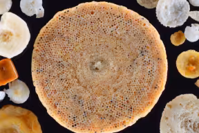 Foraminifera calcite shells - Shutterstock