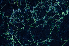 A fungal network, seen as interconnected and branching thread-like structures.