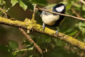 Photograph of a Great Tit at Wytham Woods