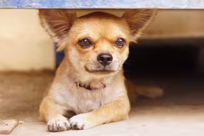 Chichuahua dog in Mexico. Credit: Urvashi9, Getty Images