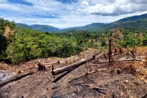 An area of tropical forest has been cleared of trees. The ground is burnt and covered in fallen tree logs. 