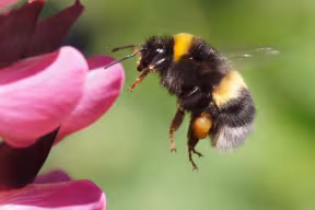 A bumblebee suspended in mid-air approaches a pink flower. 