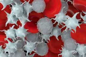 Red blood cells,activated platelet and white blood cells