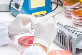 Close up of a technician’s hand in a latex glove working on a bacterial culture in a petri dish.