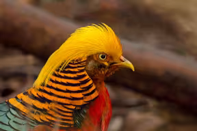 A colourful bird with a orange and black striped ruff of feathers and a bright yellow hood of head feathers.