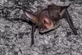 A bat with very large ears, perched on a rock face.