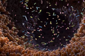 An artistic image of the inside of the human gut. The walls are made up of overlapping, finger-like projections. The interior contains bacterial cells and particles ‘floating’ in the centre. 