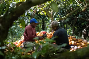 New study highlights ways to future-proof cocoa production