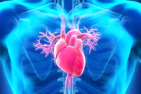 Illustration of a human heart