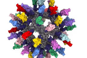 A picture depicting the structural model of the Mosaic-8b RBD-mi3 vaccine - courtesy of Chengcheng Fan