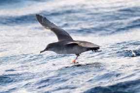 A seabird flies low over waves, wings outstretched. On each leg, a ring is visible.