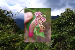 Composite image showing a close-up of a vibrant red and spotted flower from a lipstick vine, overlaid on a lush forest landscape with ferns, trees, and distant mountains under a partly cloudy sky.