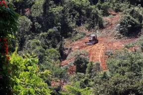 New study finds logged tropical forests are surprisingly vibrant and need protection