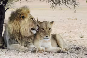 A male lion and lioness lying down together under the shade of a tree in a desert. 