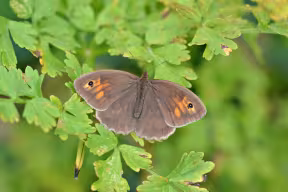  Meadow Brown butterfly (Maniola jurtina) with wings open, resting on green foliage and showing subtle orange markings and black eyespots.