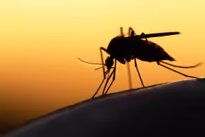 Photo | Mosquito 