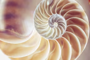 Close up of the cross section across a nautilus shell, showing the internal chambers arranged into a spiral shape.