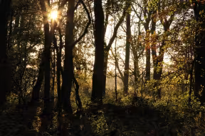 Sun amongst the trees at Harcourt Arboretum 