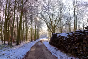 A path through Wytham Woods in winter, with snow on the ground.