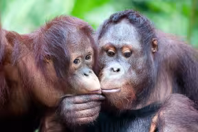 Two orangutans sitting side by side incline their heads together so that their mouths are touching. 
