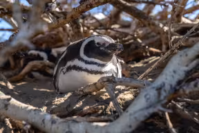 A penguin crouches down inside a nest of tree branches
