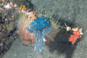 A sea urchin with spines protruding all over its surface, some of which are caught in a plastic bag.